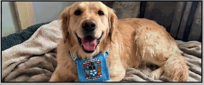 Buster the dog